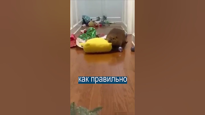 Бобер не умеет строить  плотины