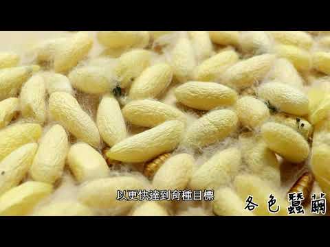 蠶種原庫介紹