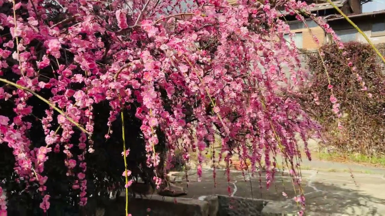 🟡【突撃カメラマン】﻿「﻿神社仏閣を巡る❗️」（動画） ー 花の寺『円照寺（えんしょうじ）』を訪れる❣️ ① ー