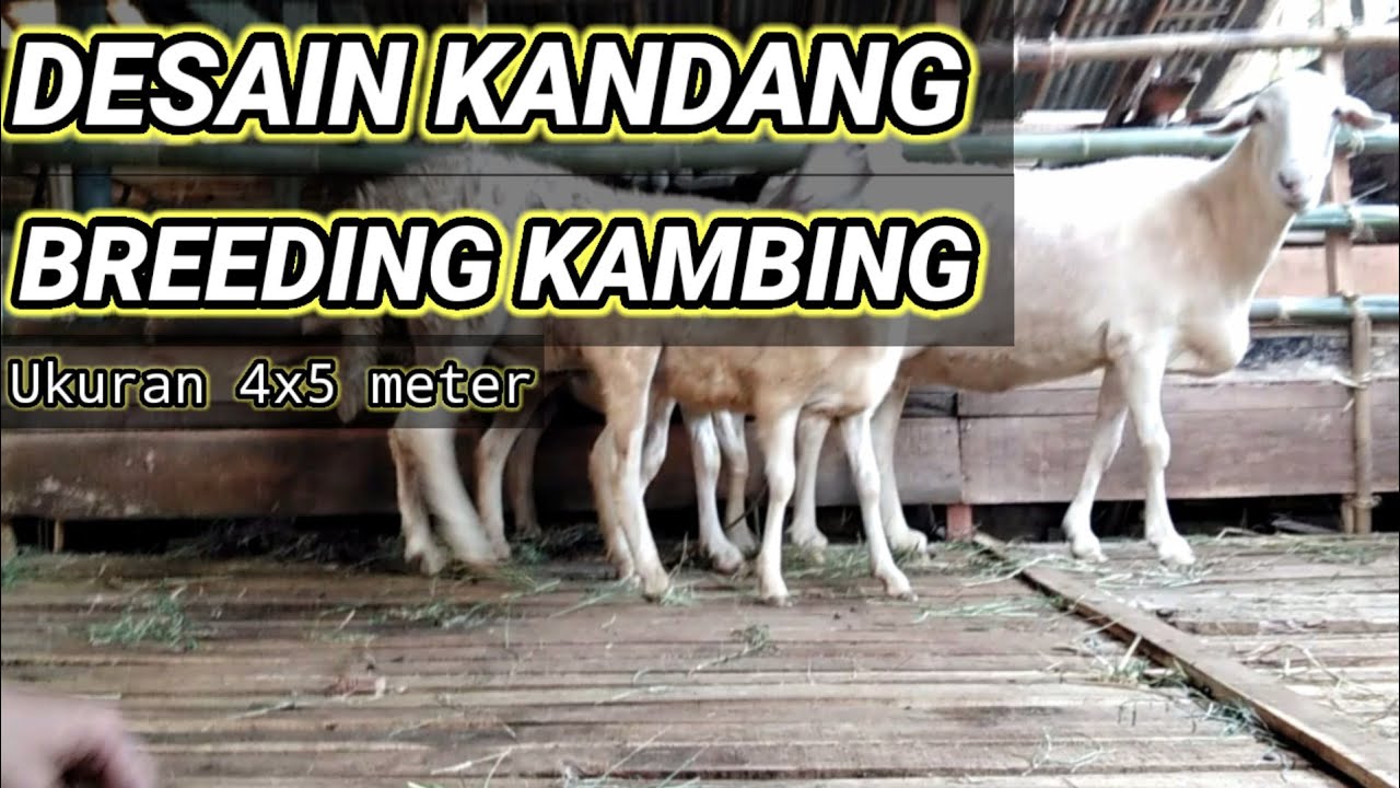  DESAIN KANDANG  BREEDING KAMBING BIAYA MURAH MERIAH YouTube