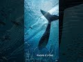 blue whale some unique information #ai #viral