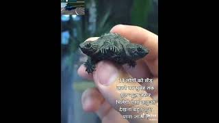 Very rare two headed turtle 🐢 must see 🙈 to believe