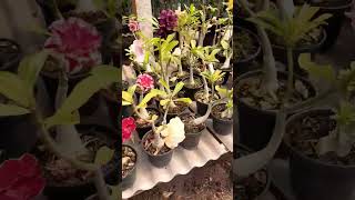 MUDAS DE ROSA DO DESERTO CACERES-MT #viral #music #flores #rosadodeserto #plantas
