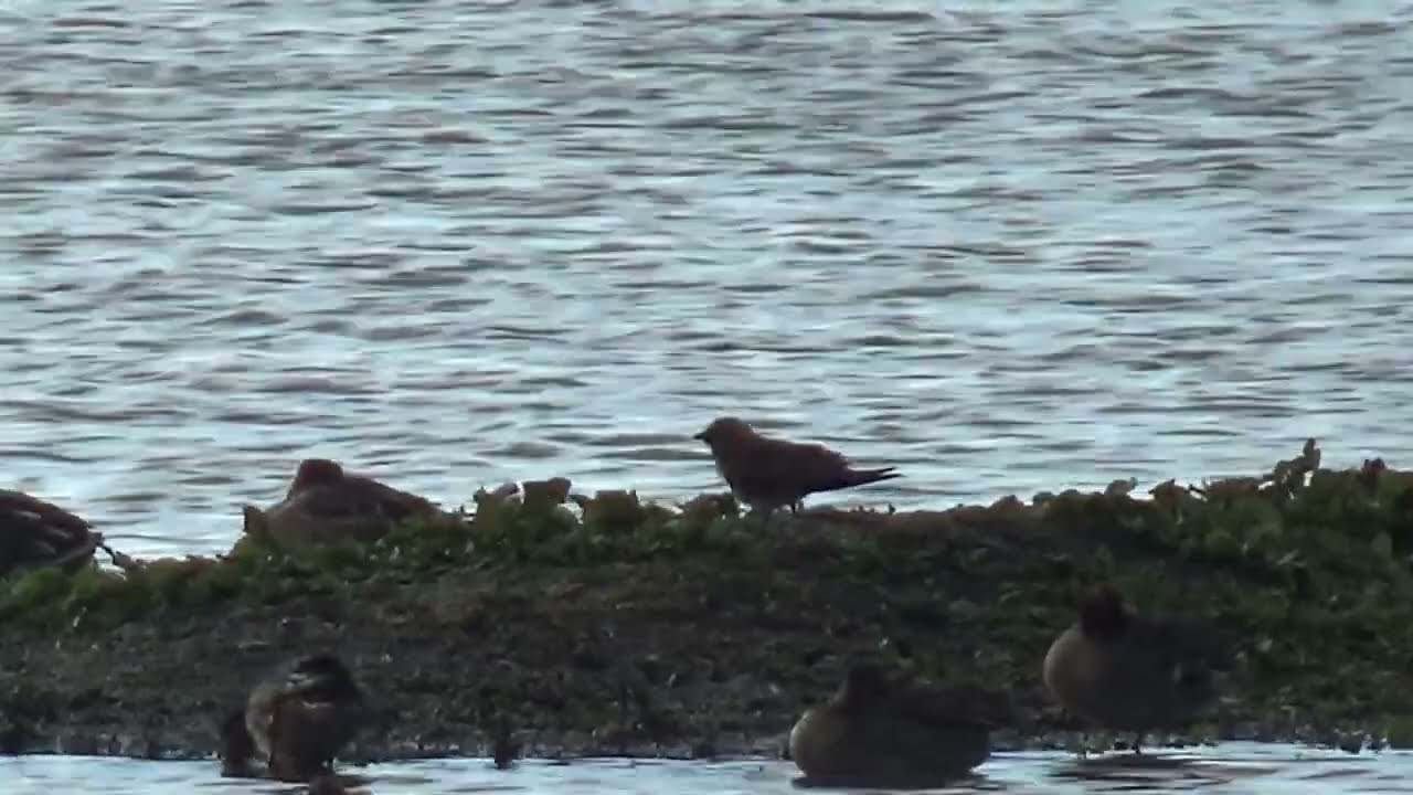Collared Pratincole 1m15