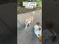 Jalan-jalan sore #kpop #pop #exo #automobile #treasure #cat #imut #kucing #prettycat #funny #shorts