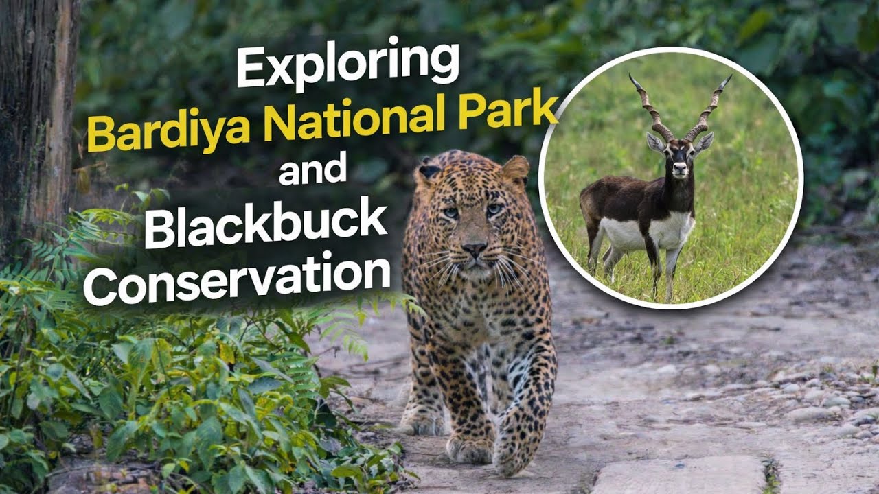 Bardiya National Park | Blackbuck Conservation