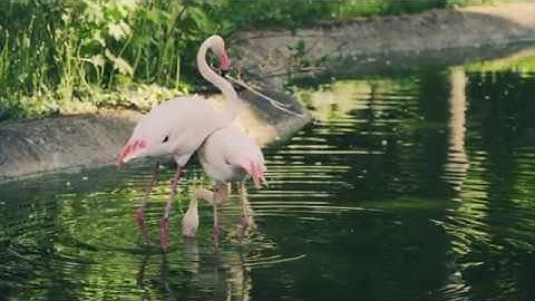 Monolith Zero - Embrace/Holy Infinity [OFFICIAL MUSIC VIDEO] [PROGRESSIVE METAL] 2020