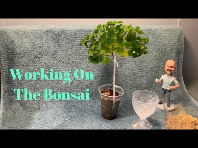 Bonsai Mint Maintenance & Propagation - Plectranthus ernstii