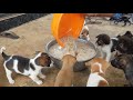 give poor food to poor puppies and dogs