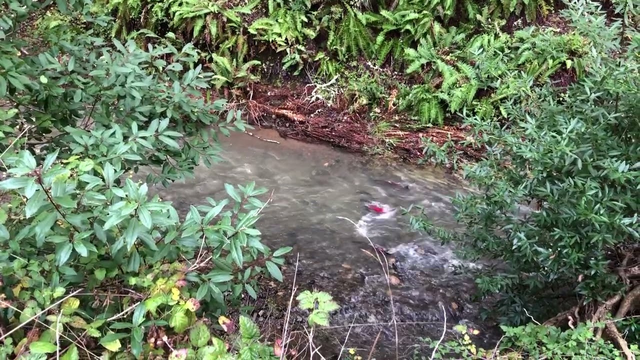 Wild Coho Salmon Spawning PARTY in Lagunitas Watershed, CA. Winter 2024.