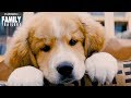 A DOG&#39;S JOURNEY (2019) | Heartwarming first trailer - Sequel Family Movie