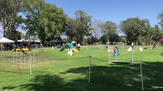 Turk - DASH AKC Novice Standard Q! 5/13/18