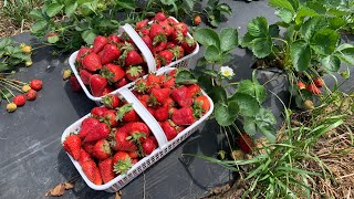 Strawberry Picking 4/28/24
