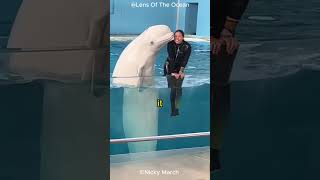 The Beluga Whale That Sounds Like Human