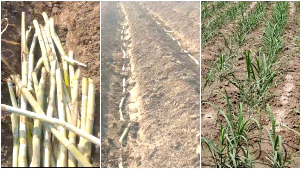 Sugarcane Farming in Pakistan | Sugar Cane Plantation | sugarcane Planting Methods 