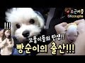 (긴급영상!) 빵순이의 출산!!! 꼬물이들의 탄생 ♥ [소근커플 S.K.Couple] [ENG JPN SUB]