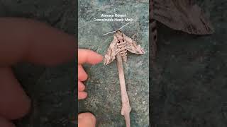 Dev Atmaca Güvesi Convolvulus Hawk-Moth