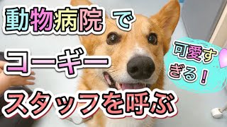 【動物病院の日常】動物病院が大好きすぎて必死でスタッフを呼ぶ姿が可愛すぎる。ロティくんの三ツ池動物病院ルーティン