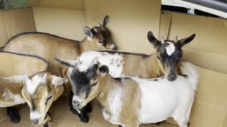 Dutch mini goats first time at Home - WELCOME by Collie Rough, Dutch goat and rabbit 756 views 1 year ago 2 minutes, 31 seconds