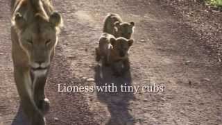 Lioness with tiny cubs