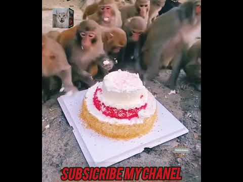 بندر کی کیک کا ٹنے کی دلچسپ اور فنی ویڈیو