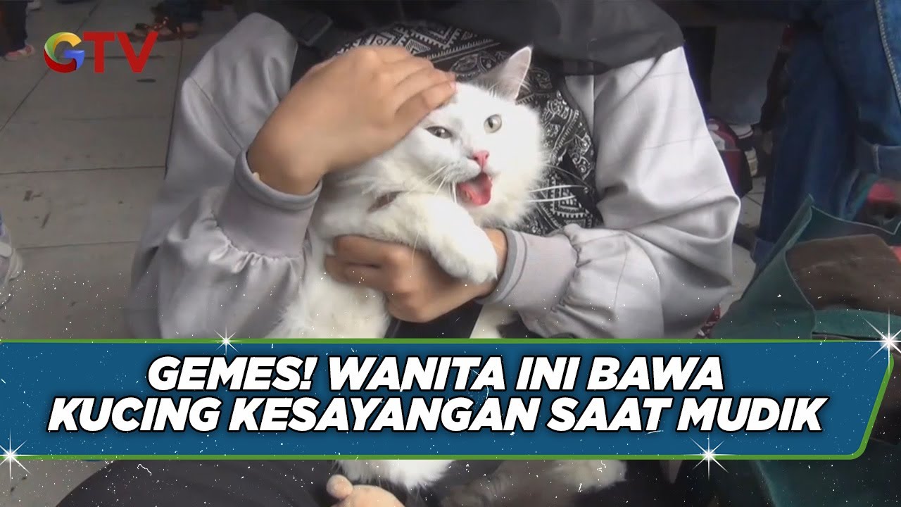 Tempat Penitipan Hewan Tutup Jelang Lebaran, Wanita Ini Mudik Bawa Kucing Peliharaan