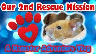A Hamster Adventure Rescue Mission VLOG!  (Part One)