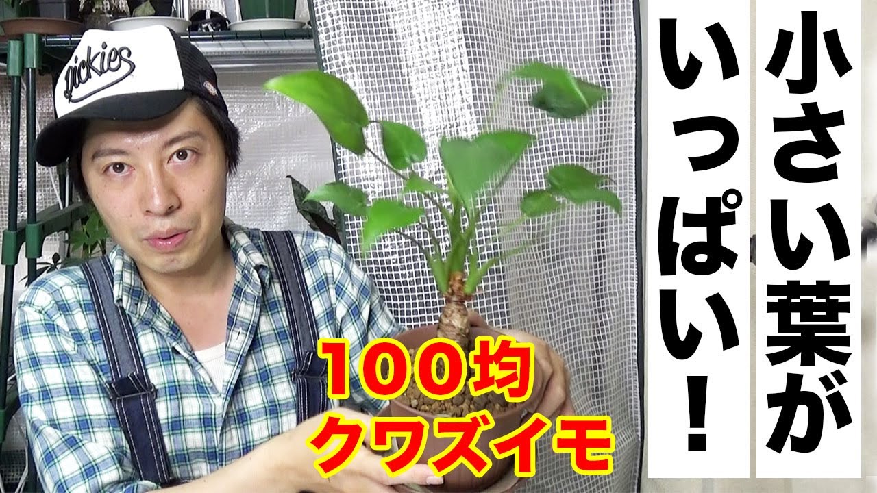 １００均 クワズイモの成長記録 葉っぱの数がかなり増えました 観葉植物 Youtube