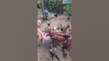 cho gà ăn.pub qaib