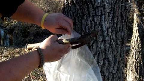 Tapping Walnut Trees Part 1