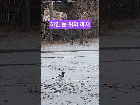 한얀 세상의 까치, 눈 내린날 남양주 별내 어울림공원#까치 #설경 #겨울풍경 #동물 #텃새