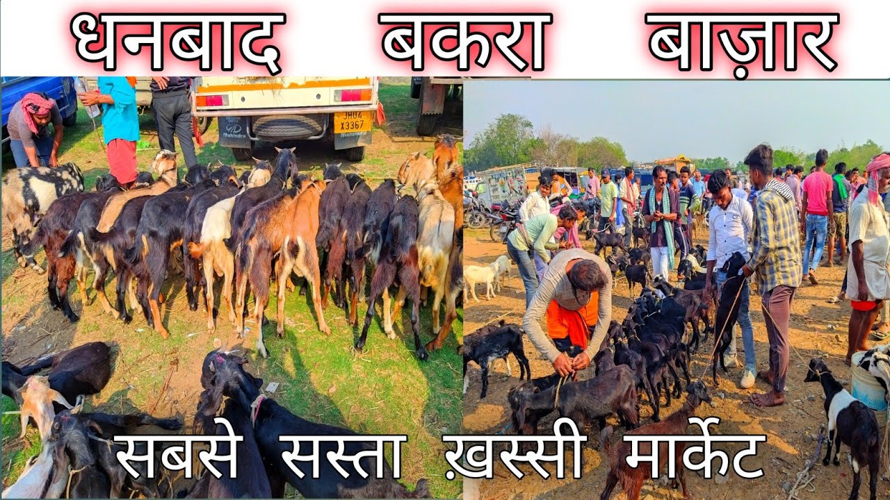 Bakra Market In Jharkhand/बरवा (झारखंड) का सबसे सस्ता ख़स्सी मार्केट/