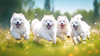 Baby Animals  Baby Dogs And Companions | Combined With Great Relaxing And Healing Music