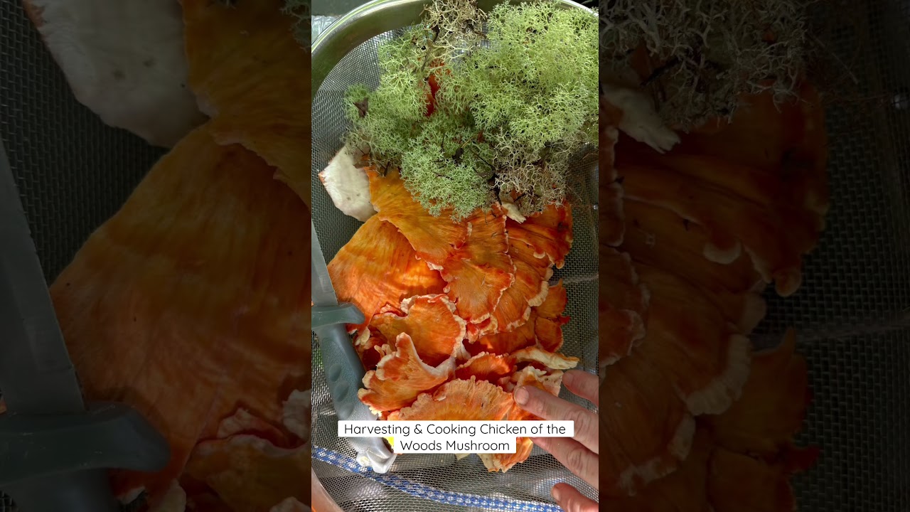 Chicken of the Woods Mushroom\check descript. for more info 