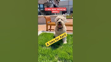 Een grap voor april 🐶 @TheJessiiShow #TheManniiShow.com/series