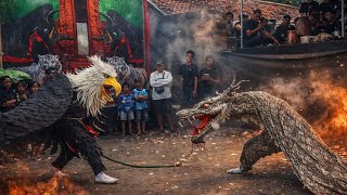Dunia Binatang Ular Berburu Mangsa Bantengan New Putra Mandala  Gebangsari Jatirejo Mojokerto