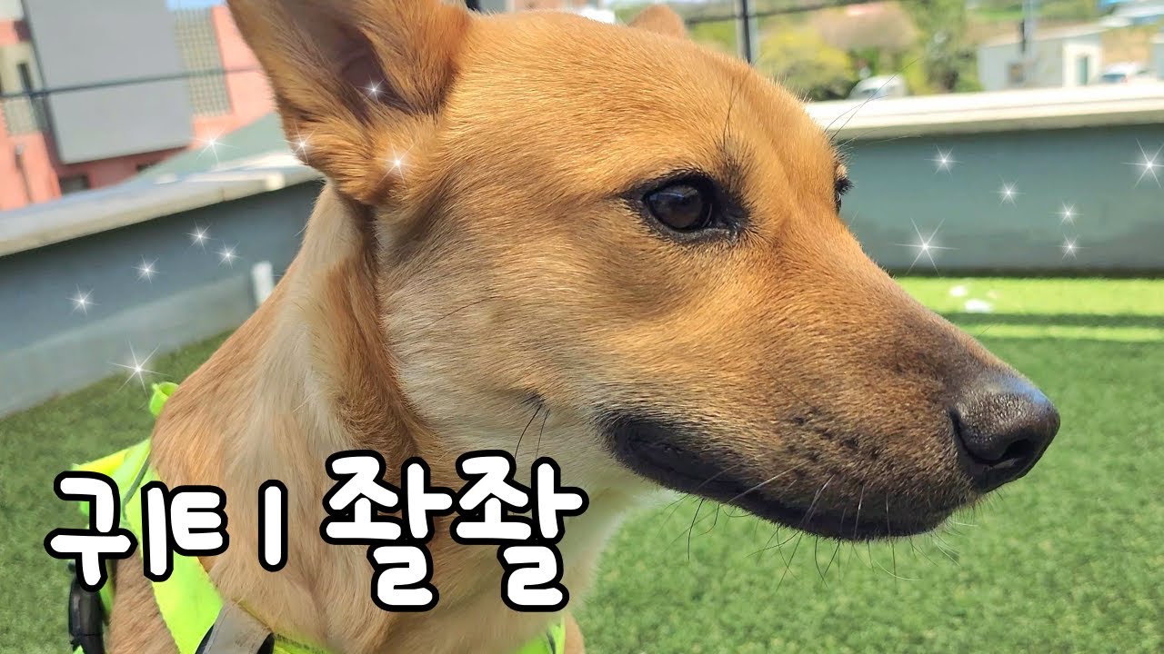 숙녀가 되어버린 렉시 근황