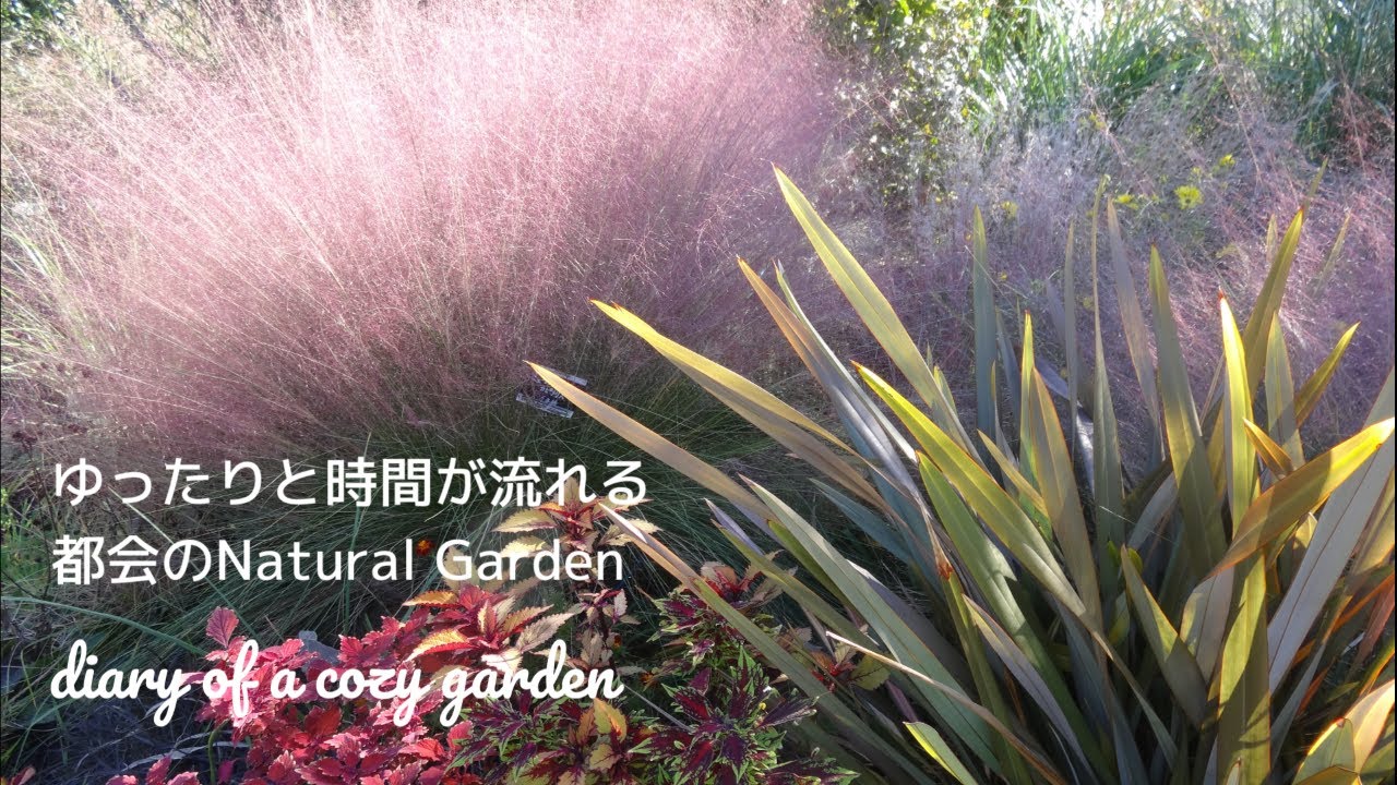 感動♪グラスが美しいナチュラルガーデン散策／ガーデニングvlog／庭作り／半日陰のお庭／小さな庭