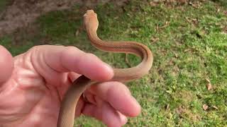 Help me name My scrub python- aka amethystine python