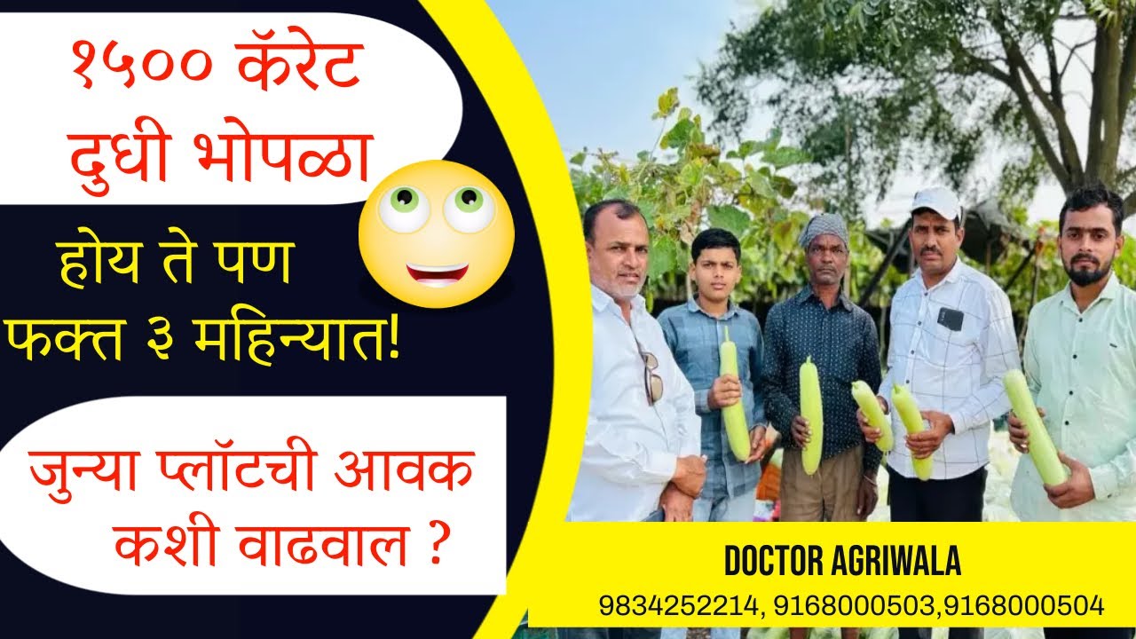 दुधी भोपळा 3 महिन्यात कसे मिळवले 1500 कॅरेट ? !! जुन्या प्लॉटची कशी वाढवाल आवक??