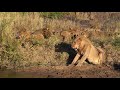 LIONS and LEOPARDS FEAST