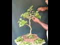 When time to pruning my ficus Rumphi bonsai.