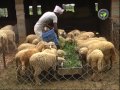 Economics of stall fed sheep farming