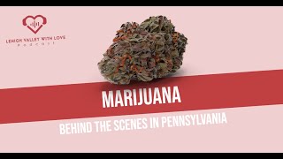 The Pennsylvania Marijuana Industry | Behind the Scenes with “Kush and Haze”