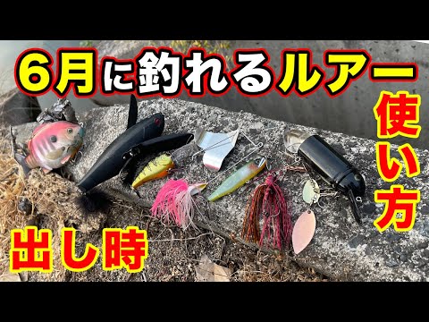バス釣り ６月のおすすめルアー ハードプラグを紹介 アフターバス 回復 梅雨の使い所や使い方を解説してみた トップウォーター 羽モノ 22年最新版 Youtube