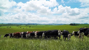 Gallagher MBS | Multi Powered Energizers