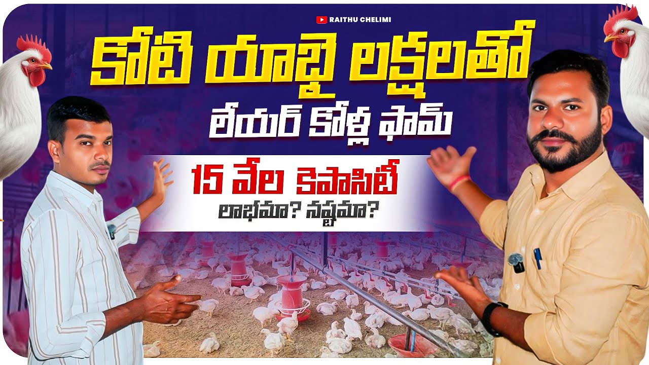 కోటి యాభై లక్షలతో లేయర్ కోళ్ల ఫామ్ || Poultry Farm|| My Village Show|| Raithu chelimi ||Anilkante||