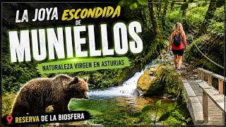 UN BOSQUE CON OSOS Y LOBOS Y SÓLO PUEDEN ENTRAR 20 PERSONAS AL DÍA (RESERVA DE MUNIELLOS-ASTURIAS)