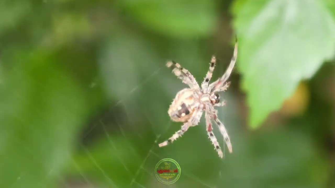 சிலந்தி வலை 🕸️ | Spider Web Magic in Real-Time! 🕷️✨ 