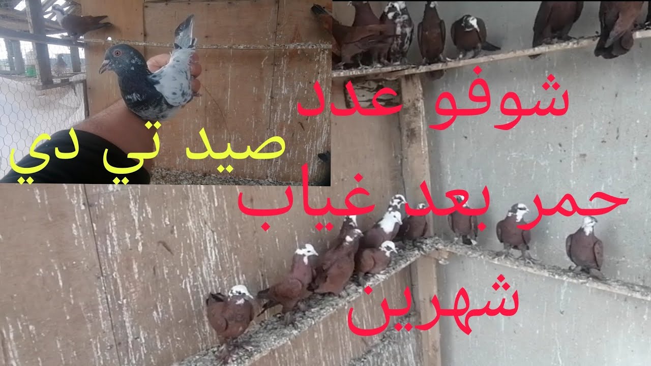 بعد غياب شهرين عدد حمر شادات صارن 60 احمر 